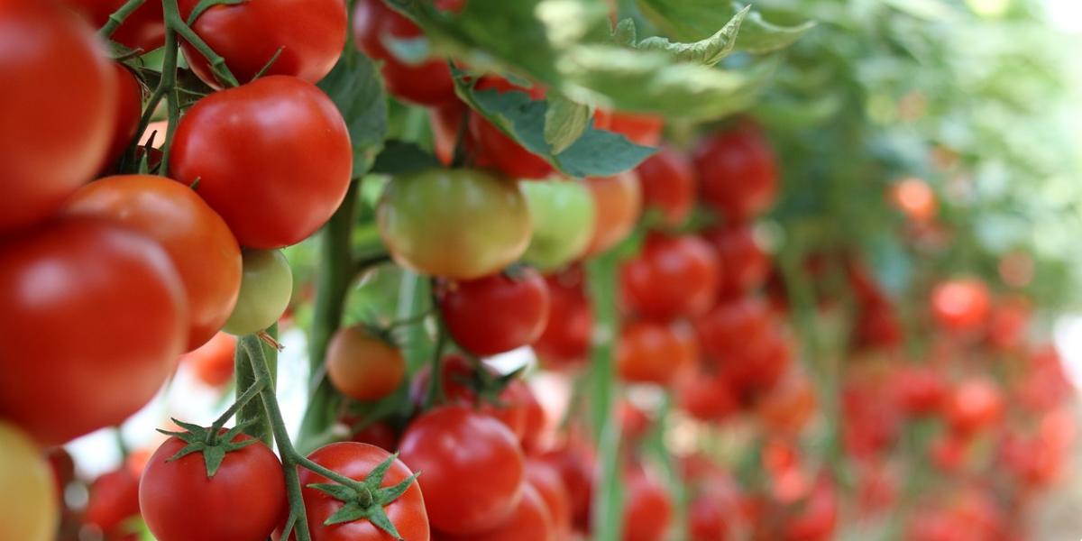 Piante di pomodoro propagate illegalmente, condannato un coltivatore